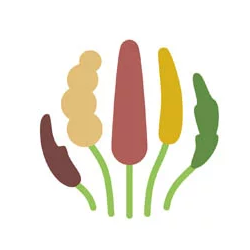 Millets Mahotsav